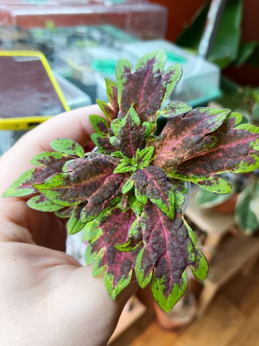 Продам комнатные цветы колеус