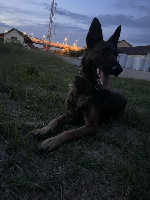 Donez ciobanesc malinois