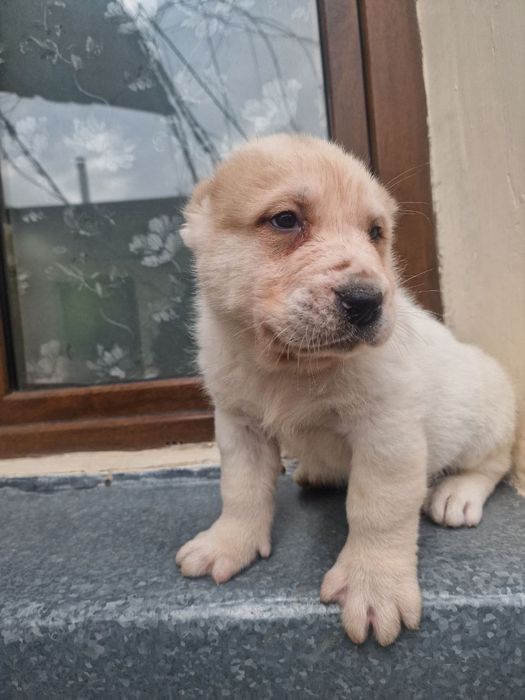 Продается щенок Алабая. Мальчик. Белый медвежонок.