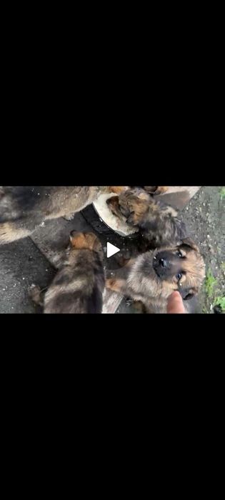 Щенки немецкой овчарки