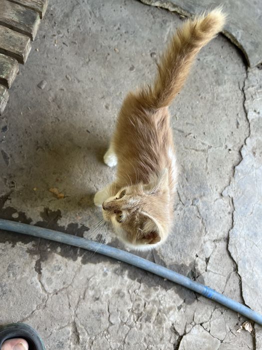 Хороший, умный, котёнок