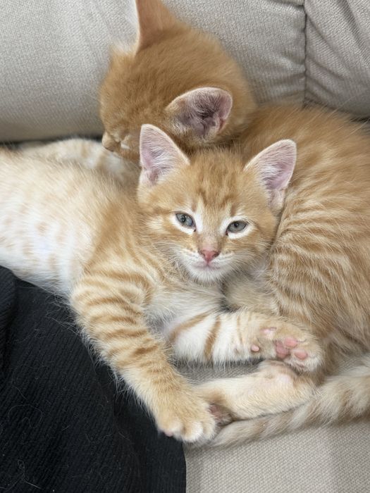 Отдам котят 2 девочки