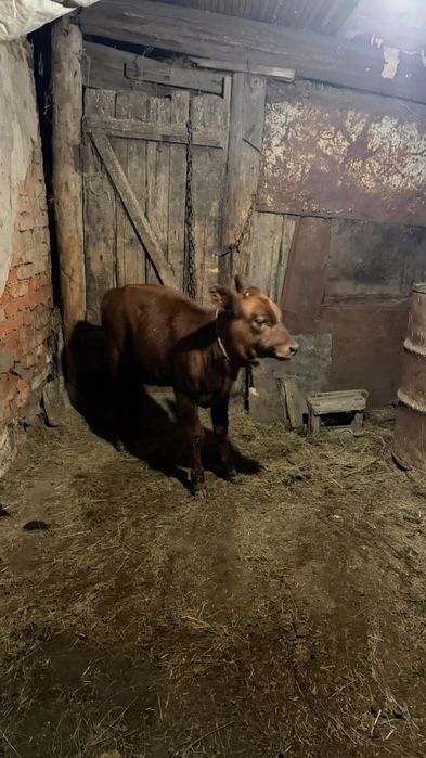 Стельная корова с теленком