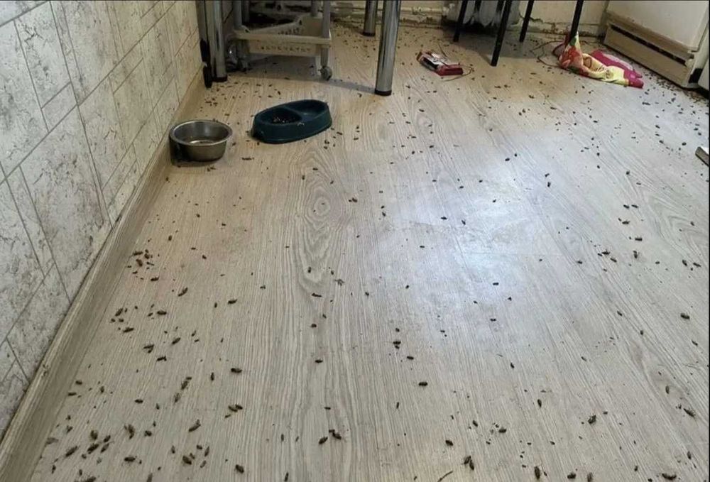 Dezinfeksiya dezenfeksiya Уничтожение тараканов клопов Дезинфекция