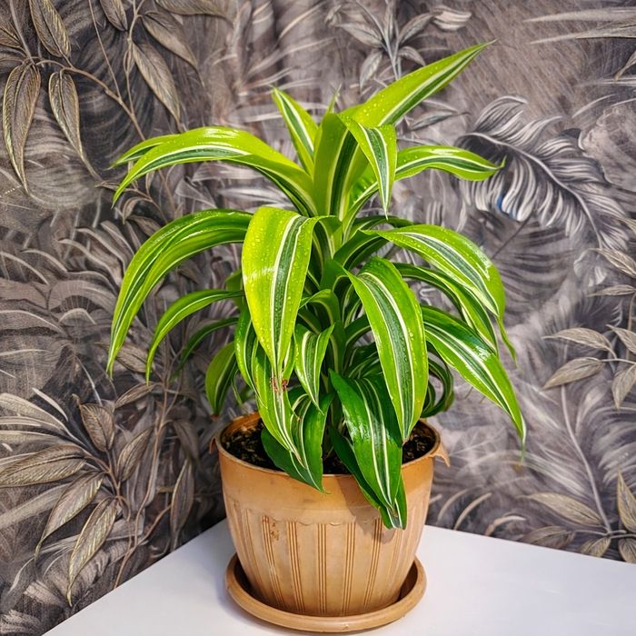 Продам Драцена (Lemon Lime)