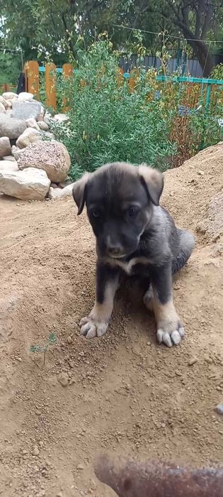 Щенки дворняжки малыши