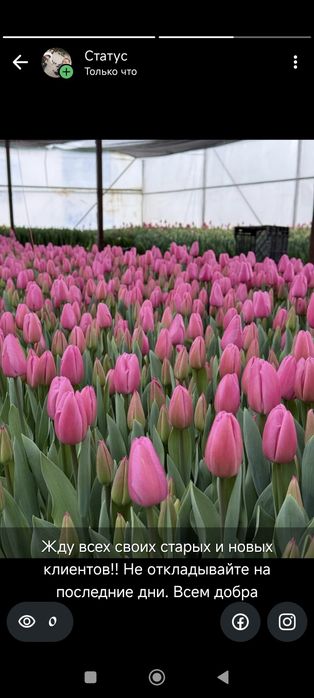 Тюльпаны оптом и в розницу