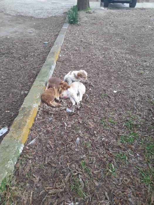 малки кученца във Варна