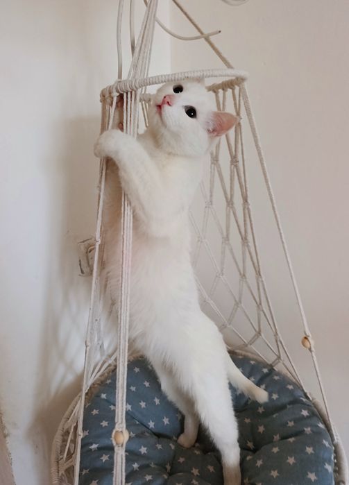 Котенок в добрые ответственные руки