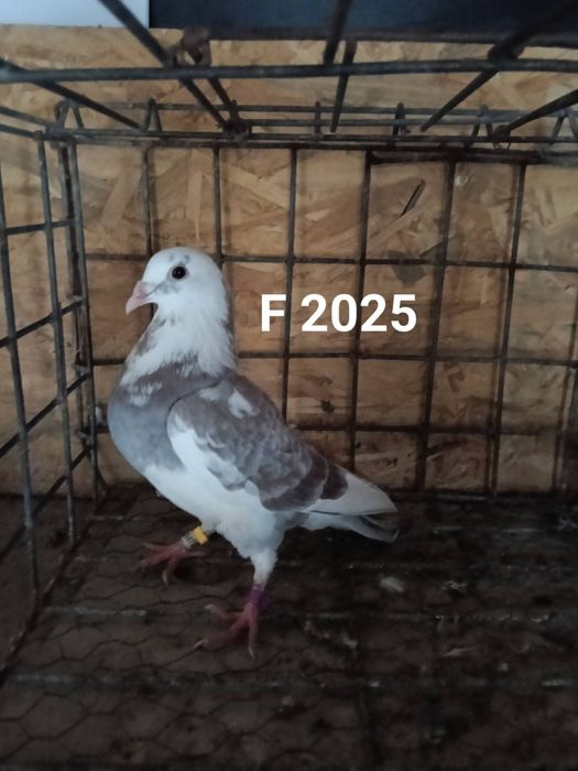 Porumbei voiajori sport