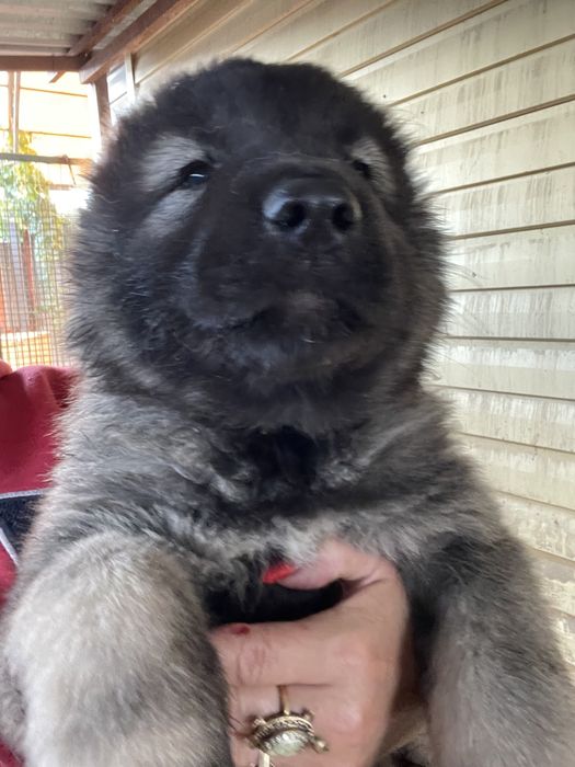 Щенки кавказской овчарки