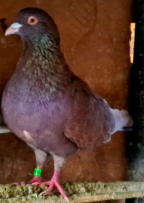 Porumbei Foarte Frumosi de Rasa Ieftin