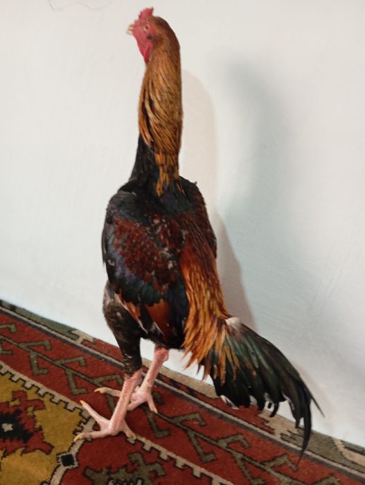 Mayski joja sotiladi vesi 4 kg