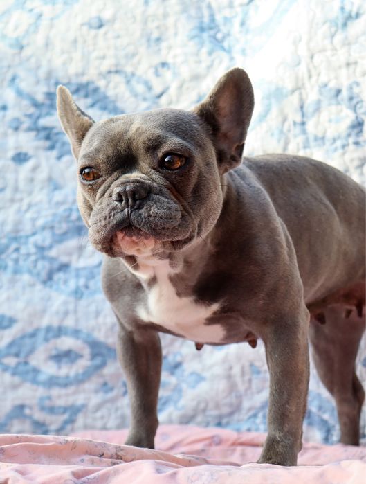 Семья французских бульдогов