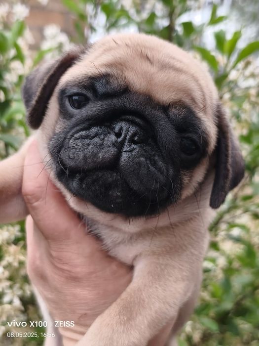 Очаровательные щенки мопса.