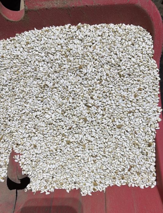 Сафлор чистый, максары