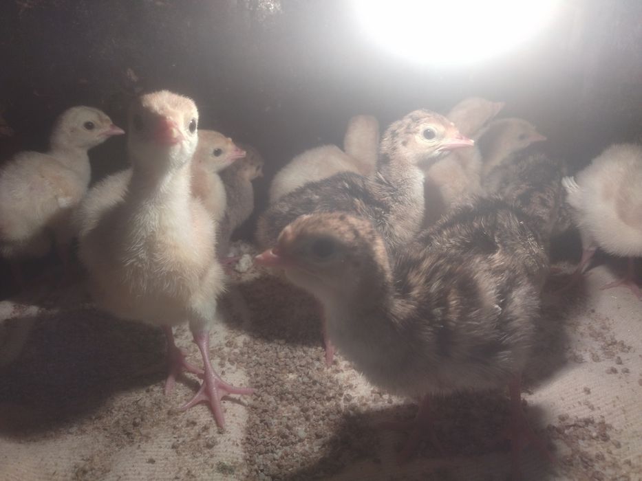 Индюшата индюшата