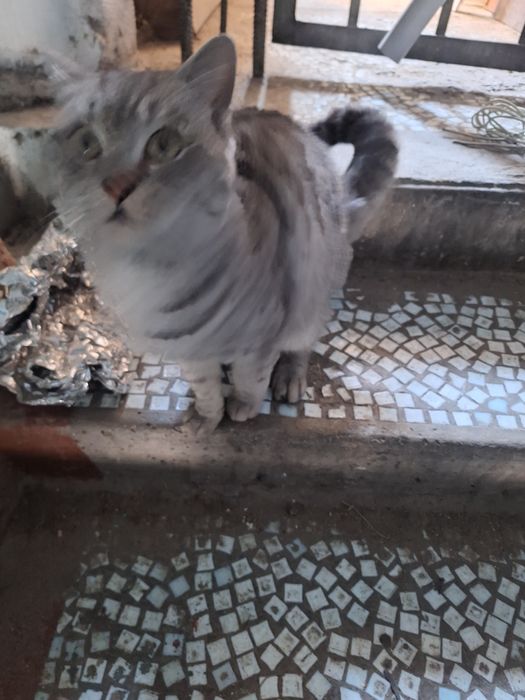 Найден британский котик