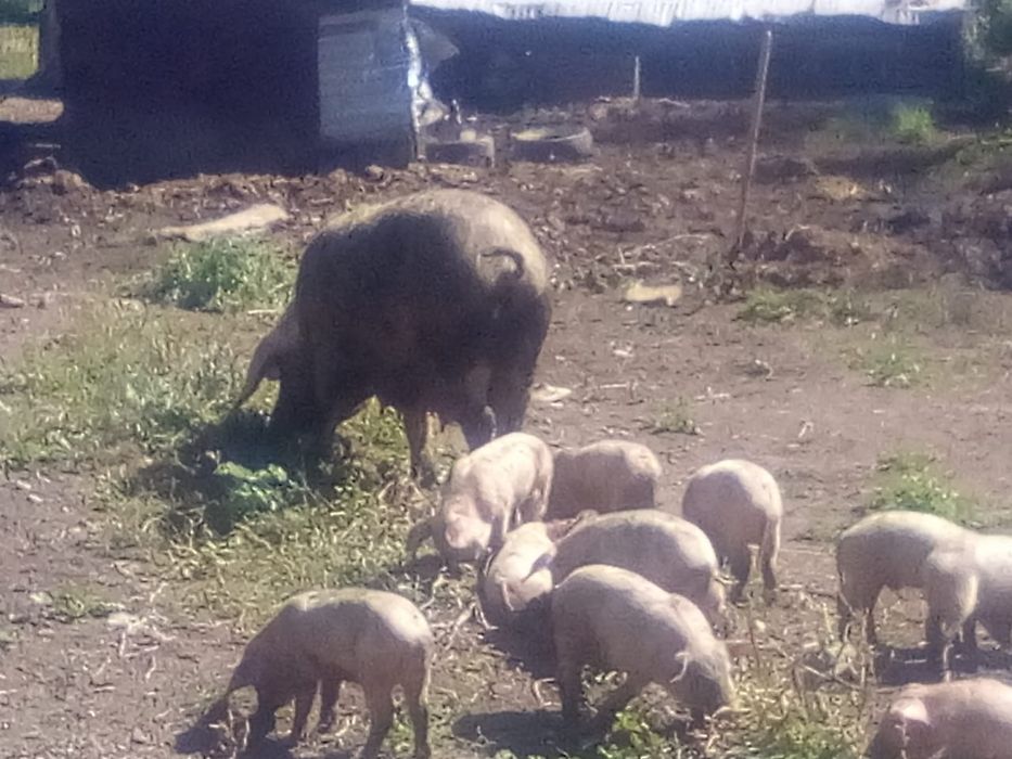 Продам Поросят 2месячные