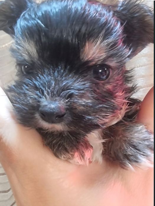 Yorkshire Terrier