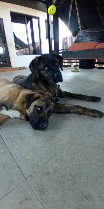 Pet taxi Ploiesti