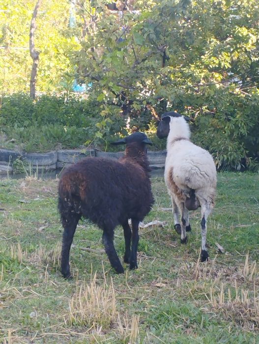 Бараны мереносцы