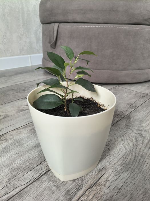 Цветы комнатные фикус