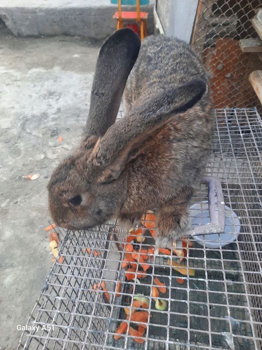 Quyon vilikan toza zoti