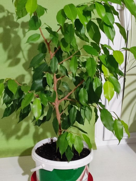 Продам комнатные растения