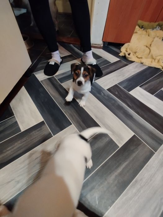 Джак Ръсел териер