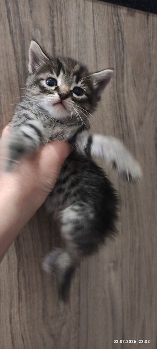 Котята бесплатно