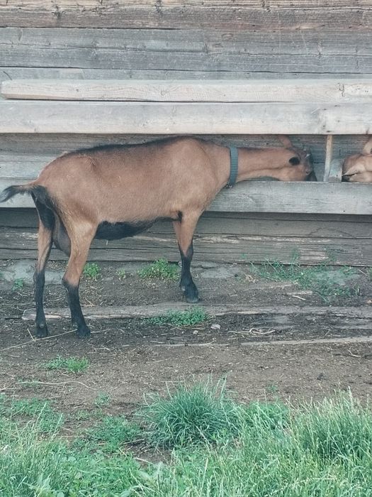 Vând capra Alpina franceza