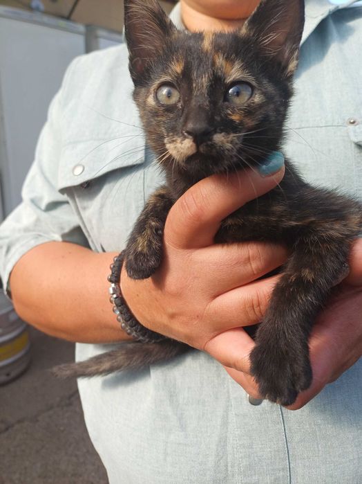 Подарявам коте на 2 месеца