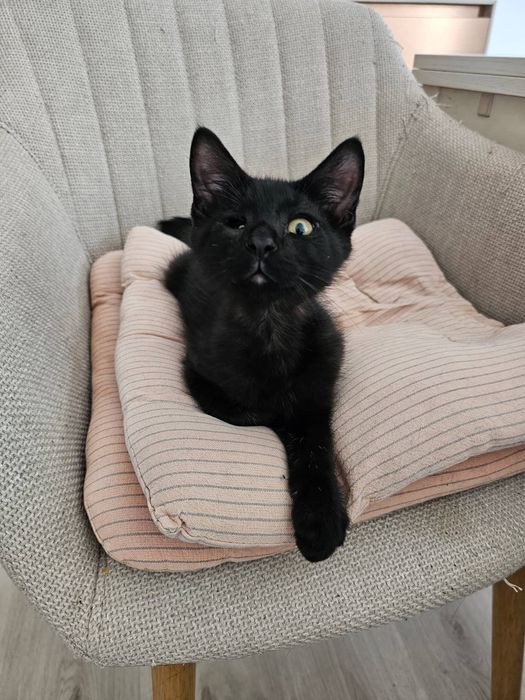Котенце момченце на 3 месеца търси дом