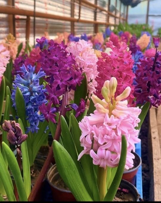 Цветы Геоцинты в горшочкх