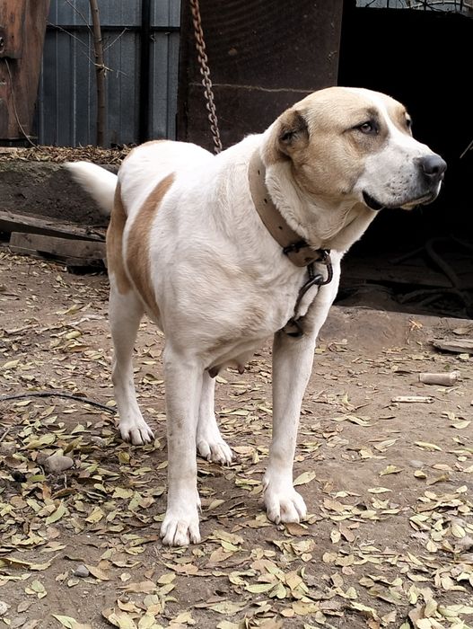 Щенки алабая двамесяца