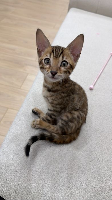 Бенгальский котенок