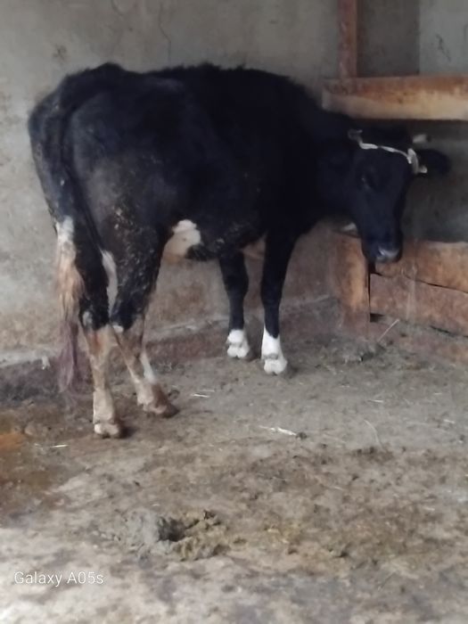 Буаз сиыр сатылады