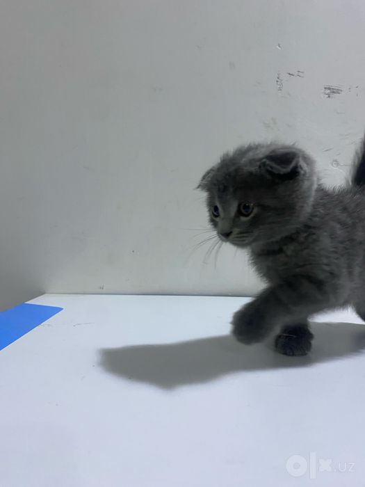 Скотиш фолд ласковый