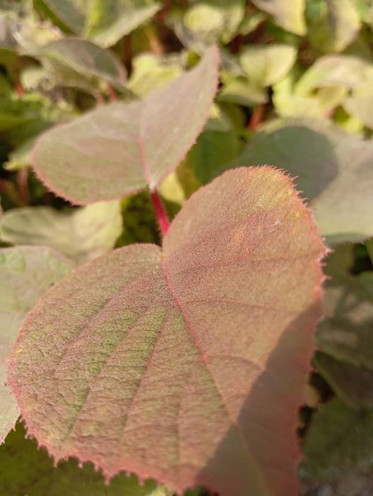 Киви кучатлари  самарканд