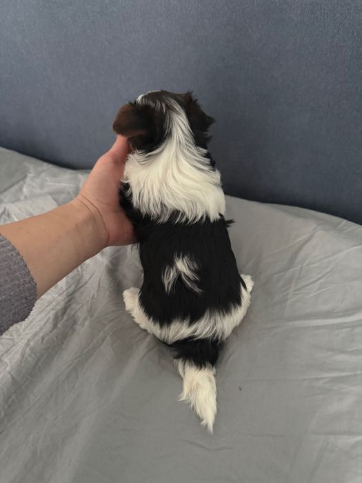 Бивер йоркширски териер