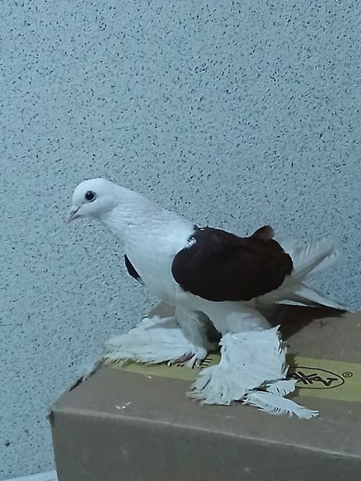 Продам голубей , с боем с летом
