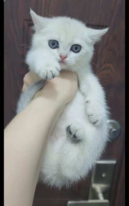 Скоттиш страйт серебристая шиншила