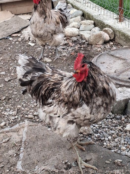 Cocos Australorp