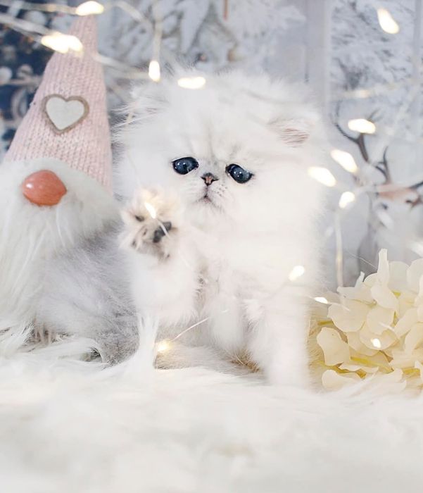 Persana chinchilla silver-shaded