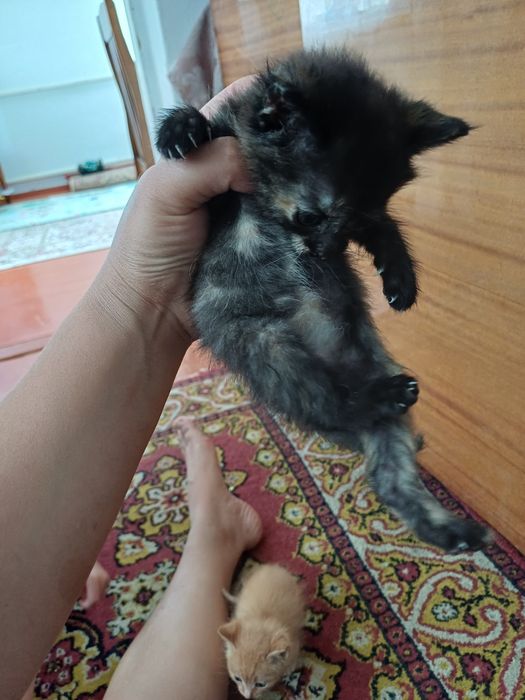 Отдам котёнка девочка