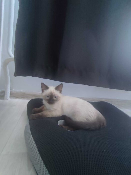 Продам котенка Алматы