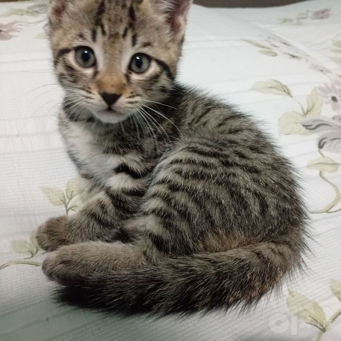 Котики бесплатно