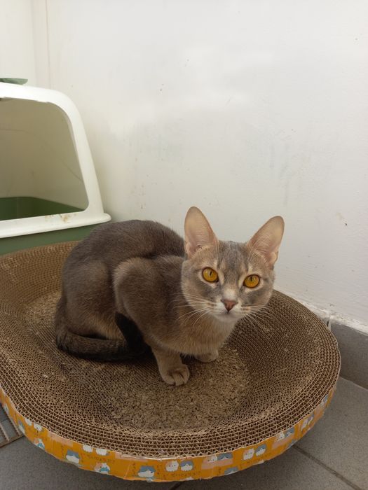 Котёнок с кошкой Абесинки