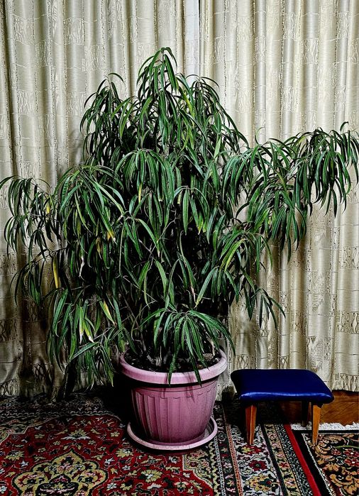 Фикус Али, большое денежное.